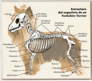 Fisiologia Canina