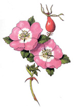 Rosa Mosqueta