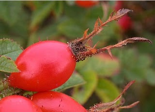 Fruta de la Rosa Mosqueta