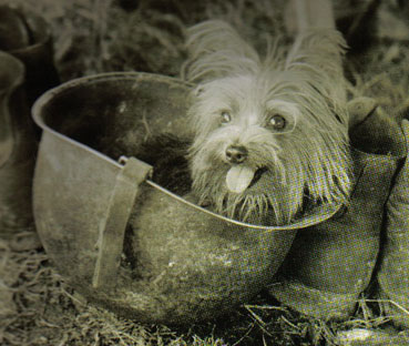 Smokey - Una Yorki con suerte