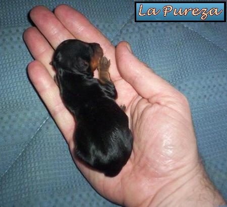 El Cachorro Desde Su Nacimiento Hasta los 50 Dias de Vida