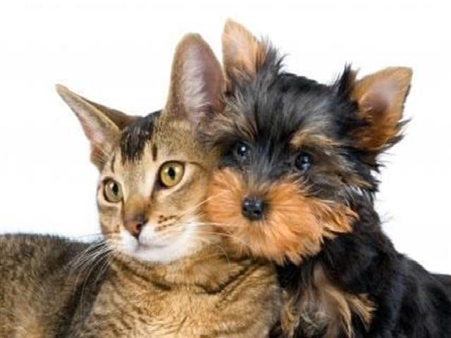 Yorkshire Terrier socializando con Otras Mascotas