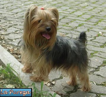 Yorkshire Terrier Adulto