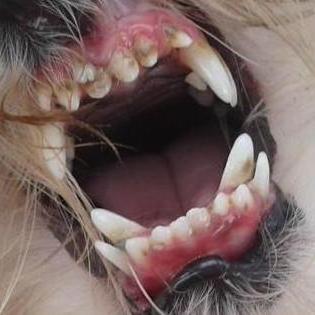 dominar Lejos Majestuoso Criadero La Pureza - Yorkshire Terrier - la Dentadura