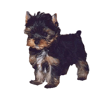 El Cachorro