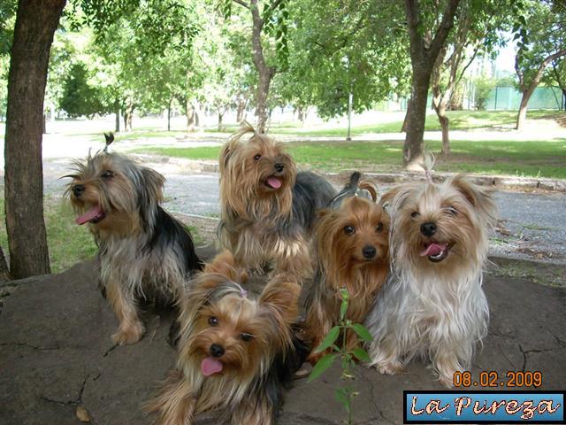 Problemas Comunes del York Shire Terrier