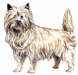 Cairn Terrier