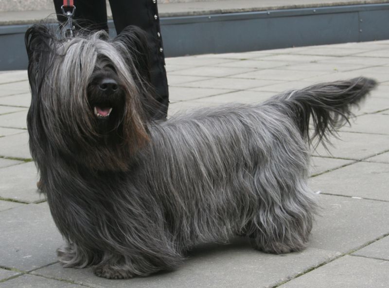 El Skye Terrier