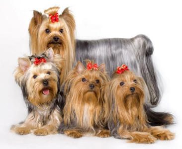 Yorkshire Terrier Actual