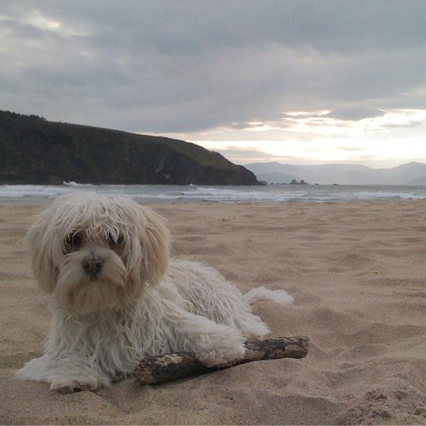 Bichon Maltes en la Playa