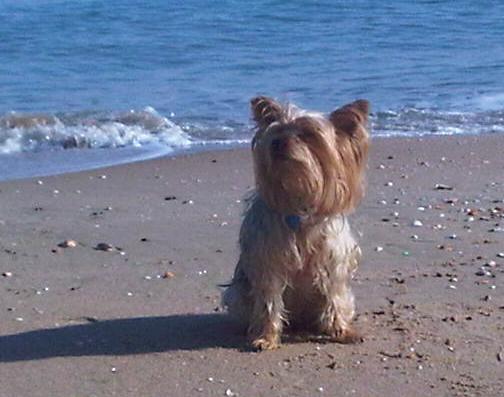 Un Yorky en la Playa