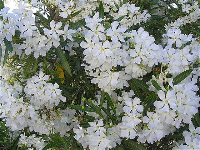 Adelfa Blanca