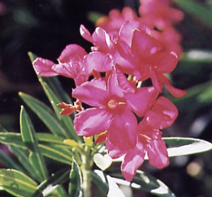 Adelfa Rosa
