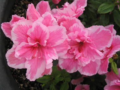 Azaleas
