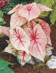 Caladio. Alas de ángel (Caladium hortulanum): Tambien denominados "alas de angel" "orejas de elefante" o "corazon de jesus"