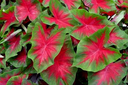 Caladio. Alas de ángel (Caladium hortulanum): Tambien denominados "alas de angel" "orejas de elefante" o "corazon de jesus"