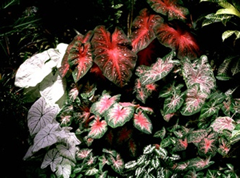 Caladio - Variedad Hornamental