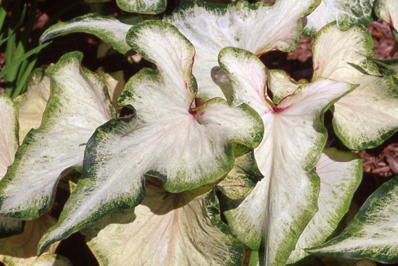 Caladio - Variedad Hornamental