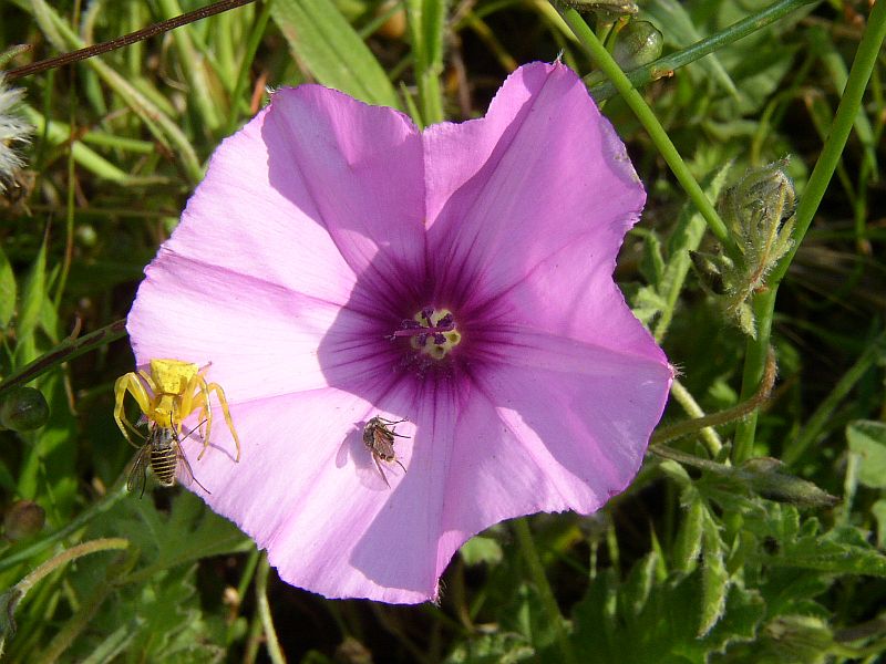 Campanitas de Verano