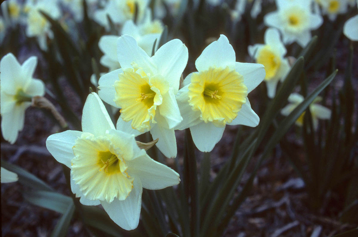 Amaryllidaceae - Img 01