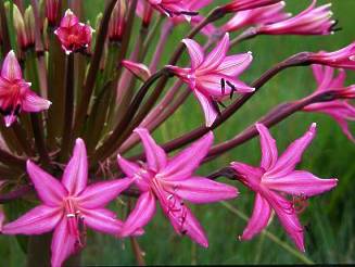 Amaryllidaceae - Img 02 A