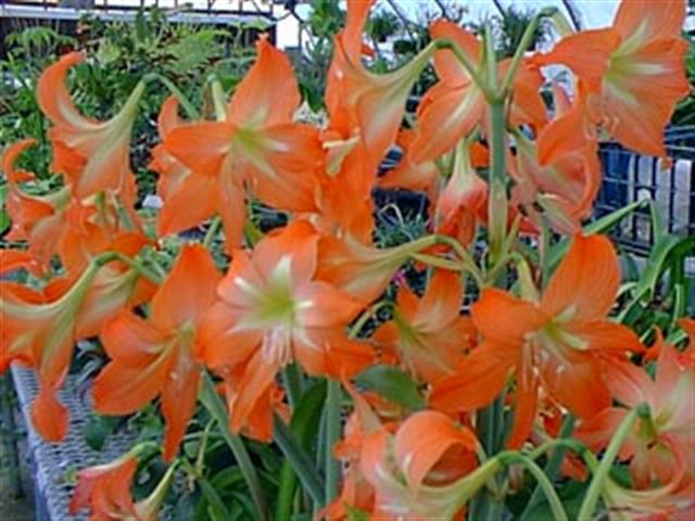 Amaryllidaceae - Img 03