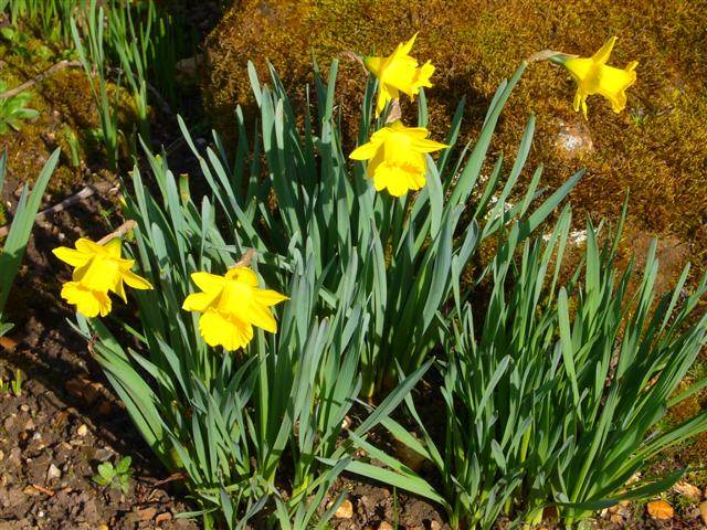 Amaryllidaceae - Img 04
