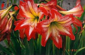 Amaryllidaceae - Img 04