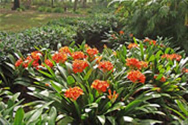 Clivia miniata (Clivia miniata)