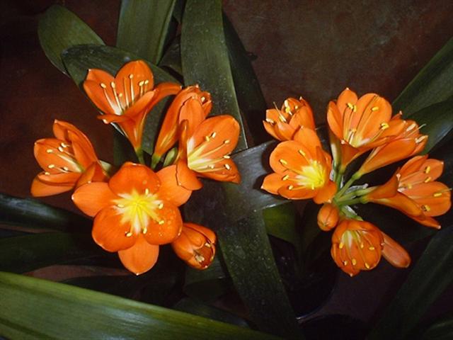 Clivia miniata (Clivia miniata)