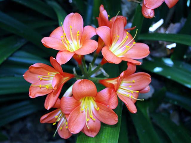 Clivia miniata (Clivia miniata)