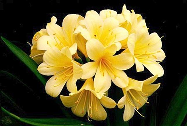 Clivia miniata (Clivia miniata)