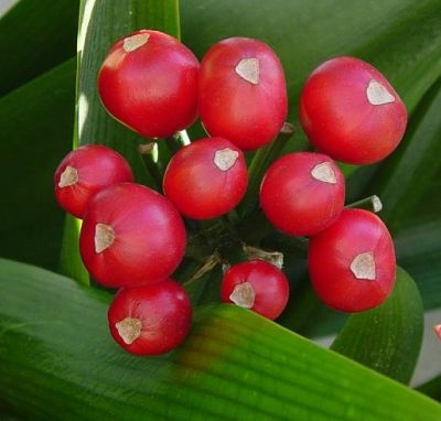 Clivia miniata (Clivia miniata)
