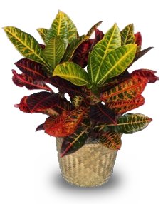 El Crotón o Codiaeum variegatum