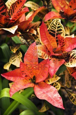 El Croton - Img 02
