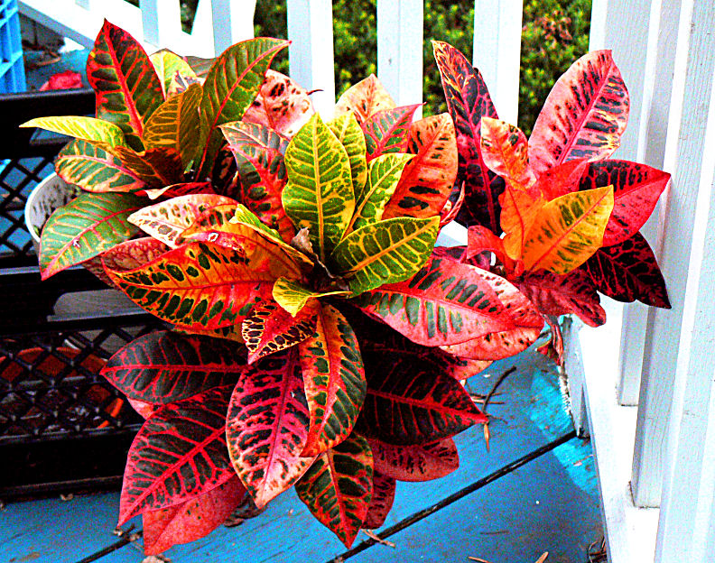 El Croton - Img. 03