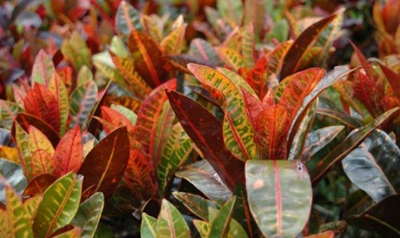 El Croton - Img. 03