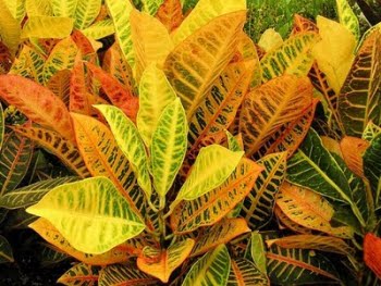 El Croton - Img. 03