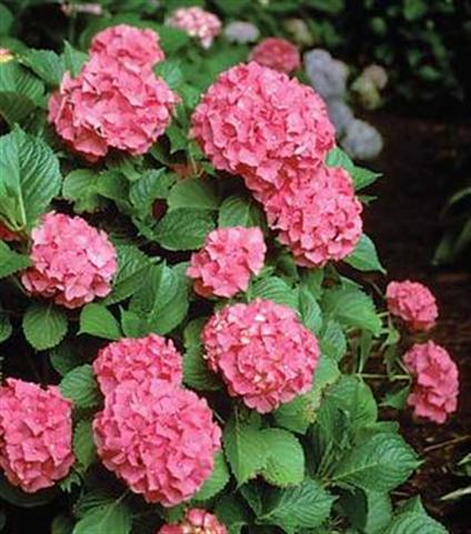 La Hortencia o Hydrangea Macrophylla