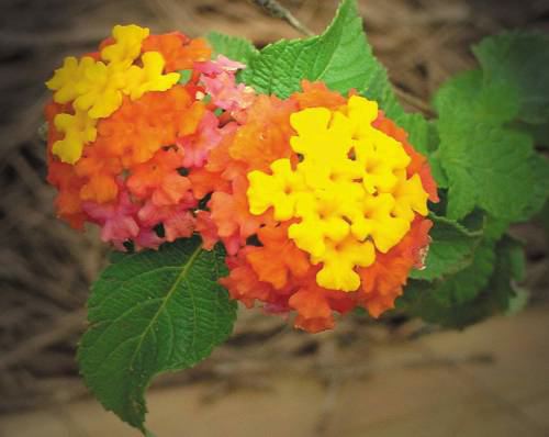 Lantana Camará