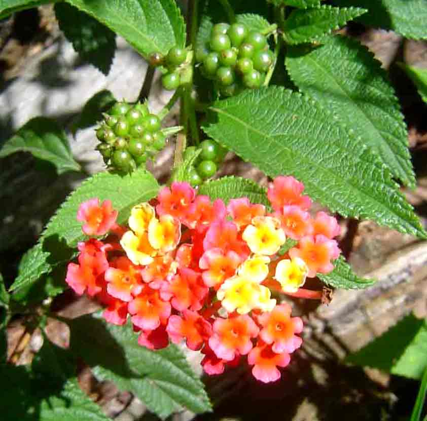 Frutos de Lantana Camará