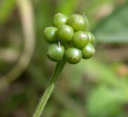 Frutos de Lantana Camará