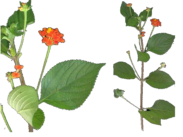 Frutos de Lantana Camará