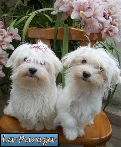 Dos Cachorros Maltes de 4 meses de edad.