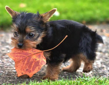 EL Carácter y Personalidad del Yorkshire Terrier