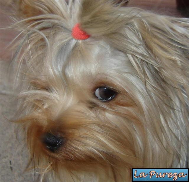 El Ojo Canino