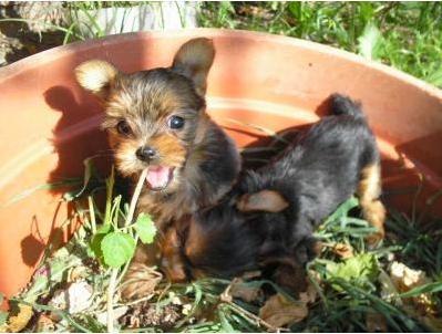 Perros que Rompen Plantas