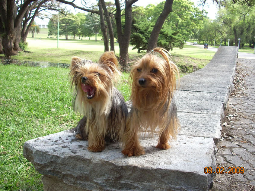 Clic Para Encontrar Una Pareja Para Nuestra Mascota