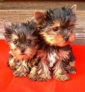 Cachorros Yorki Macho o Hembra