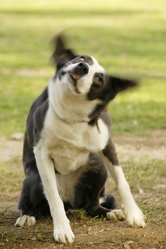 Personalidades caninas